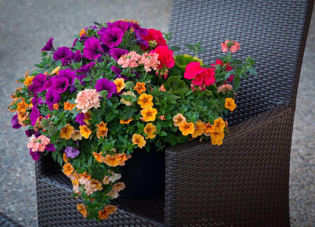 agricolaknows's tweet image. #onestepstyle your home: container gardening made easy from #hgtvhomeplants hgtvhomeplants.com/know-how/entry…