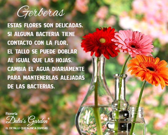 #ParaSaberMas #CuidaTusFlores #flores #Gerberas #Cuidados