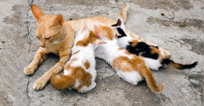 Mayor's Alliance for NYC's Animals tweet media