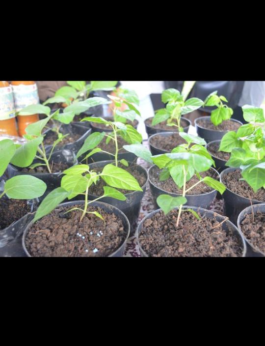 Siapa yang mau bibit cabe Pelangi???<a href="/bgrberkebun/">Bogor Berkebun</a> <a href="/ipbofficial/">IPB</a> <a href="/SpsIPB/">Sekolah Pascasarjana IPB</a> <a href="/IPBberkebun/">IPB Berkebun</a> <a href="/scienceclub_IPB/">Bogor Science Club</a> <a href="/greenkampong/">greenkampong</a>