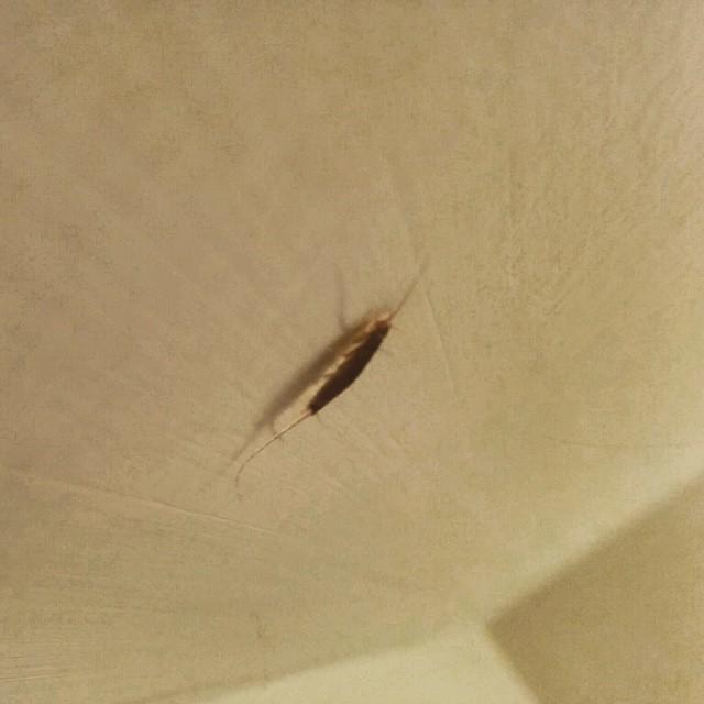 mavaddat's tweet image. Muwahaha, #silverfish hangs out on ceiling until 💀 #cyfluthrin on baseboards wears off #teamsilverfish