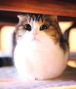 CatsWhoTweet's tweet photo. Oh, hey there, kitty. #meow http://t.co/eOiW1aGnau