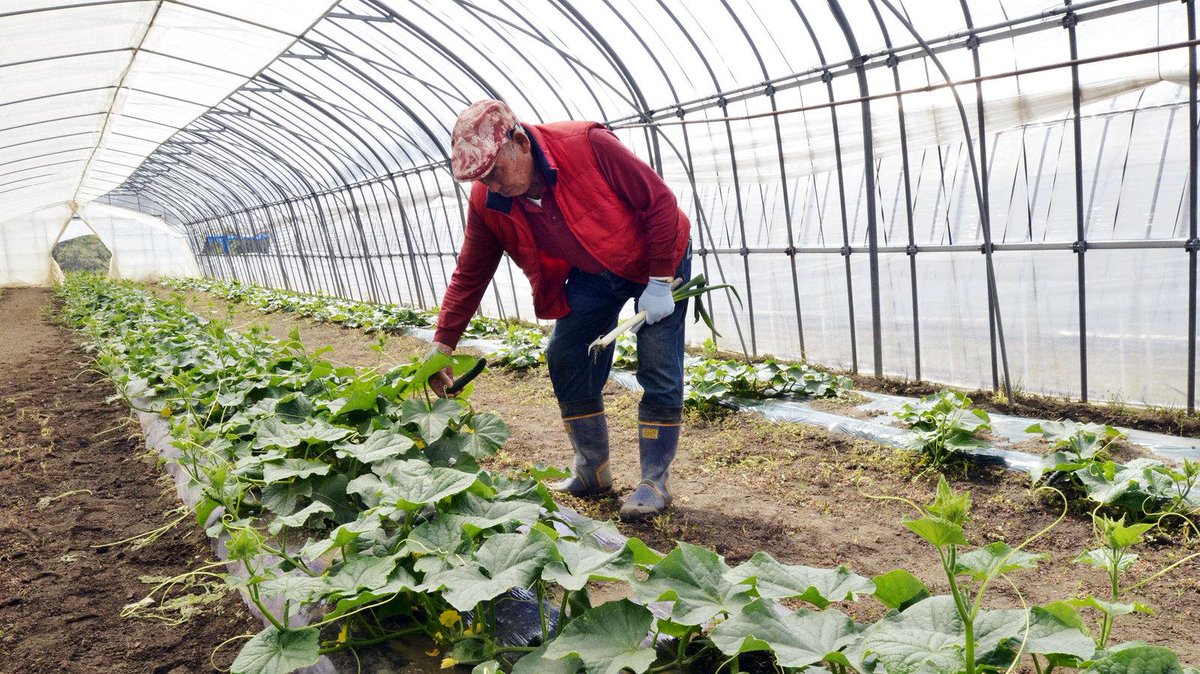 Via <a href="/NPR/">NPR</a> Eat your veggies, even from #Fukushima: chemical prevents crop contamination npr.org/blogs/thesalt/… #nuclear