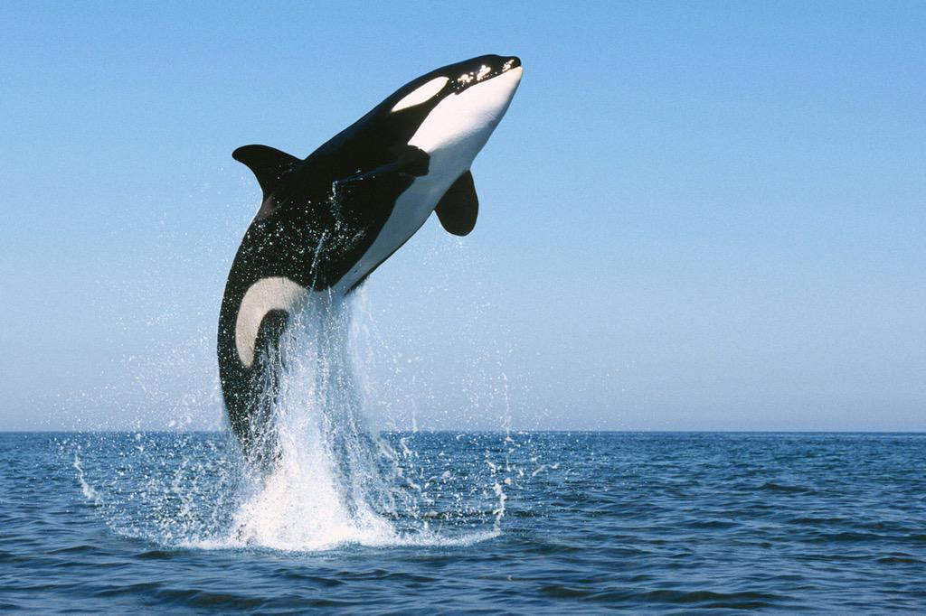 whales_free's tweet photo. Respect the Ocean. #freethewhales 🐳🐋 http://t.co/23vFIfp2rx
