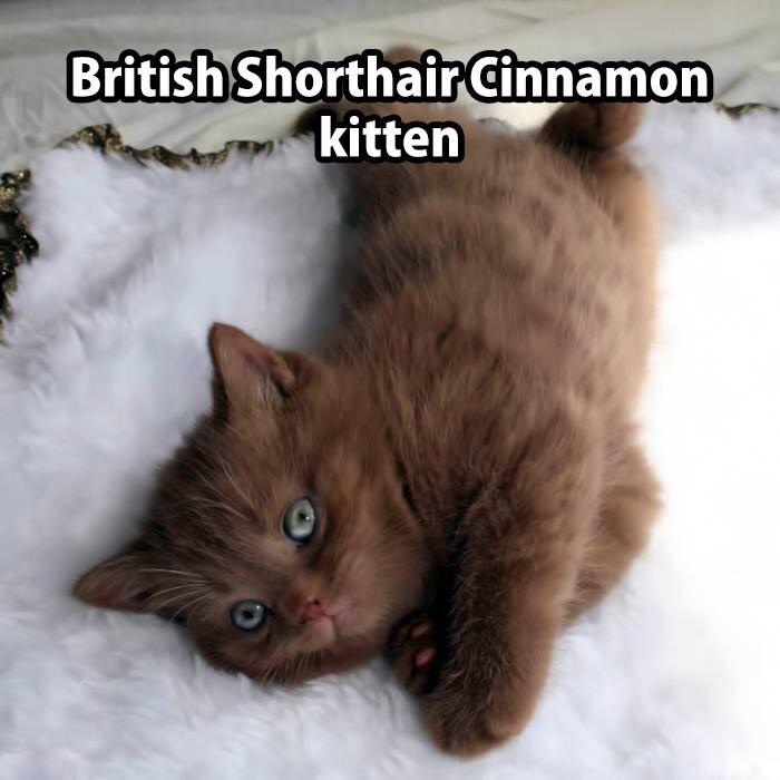HannahMunn97's tweet photo. Let's adopt a cat together @itsbrittx0 http://t.co/18eaJb2EX2