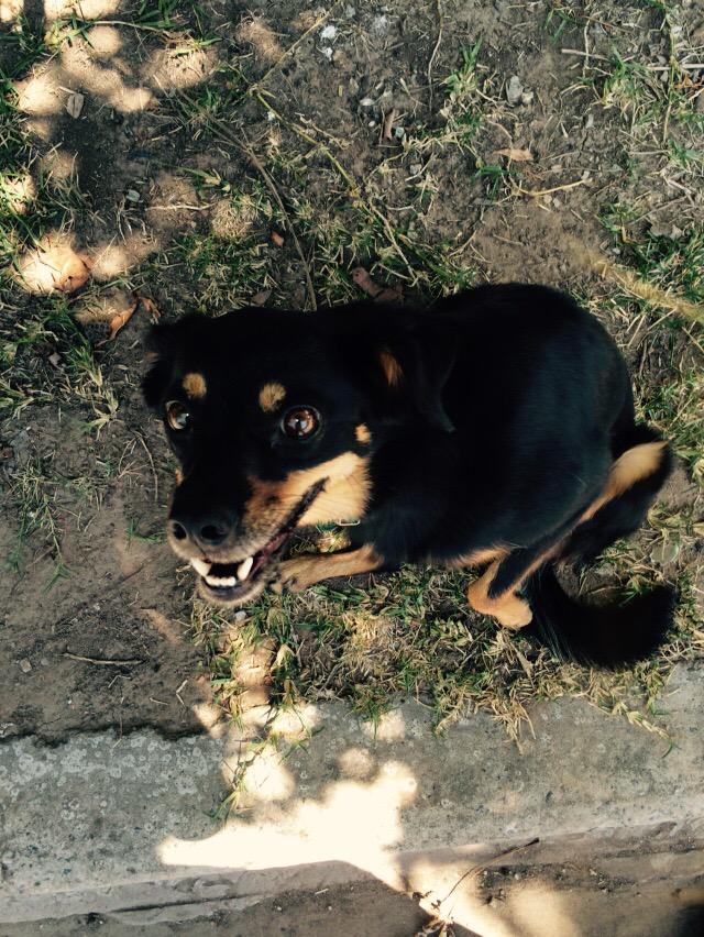 RescatePerros's tweet photo. URGENTE!!!!!! Perrita necesita un hogar!! Muy cariñosa y hermosa con los niños! Contactanos: 1161221290 🐶 http://t.co/0jl8kak9bi