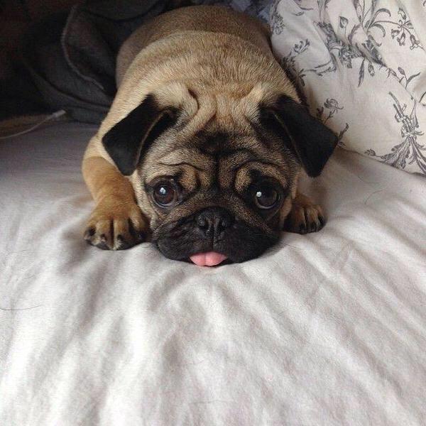 GentlemanVow's tweet photo. When bae is mad at you but you wanna cuddle http://t.co/2ai1dCL68M