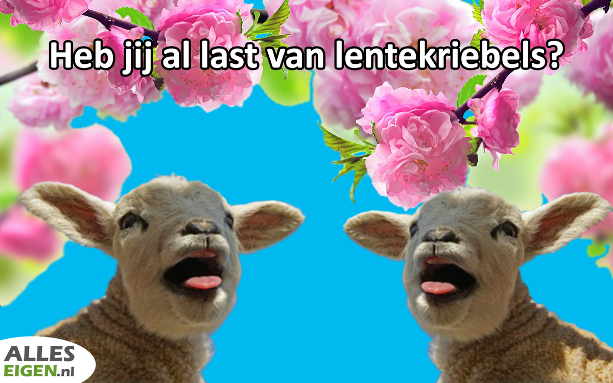 Alleseigen tweet picture