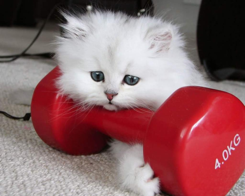 centrowellnes's tweet photo. Buenos días chic@s, feliz juernes💪😽💪😽 http://t.co/XHaYI7daA4