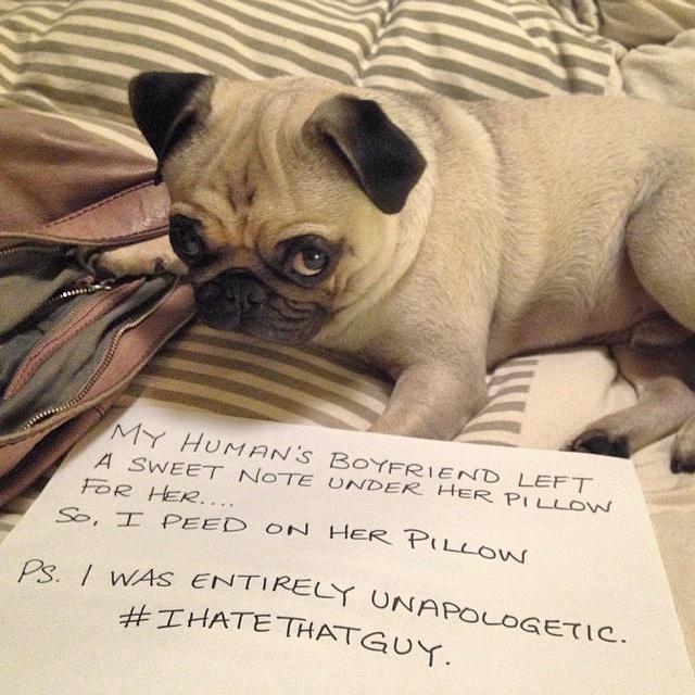 PlacingPets's tweet photo. #Romance can be tricky @ernestpug ! #PlacingPets #DogShaming #FunnyDog #IHateThatGuy #NaughtyDog http://t.co/tvhN036aGu