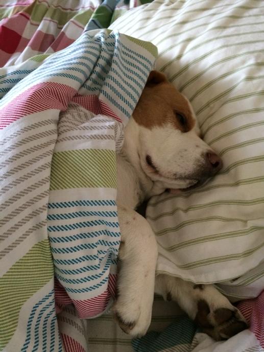 He he heeee! I've snuck into the big bed with muddy paws! Payback 4 hoovergate yesterday! Mwah ha haaa! 😈😈😈😈😈😈