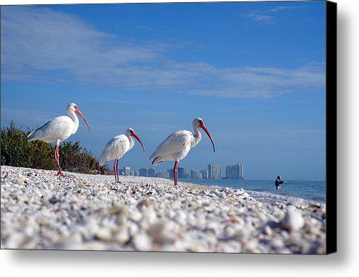 VortexGallery's tweet photo. New artwork for sale! - "Marco Ibis" - http://t.co/TNGHQLWFtW @fineartamerica http://t.co/usiXOskUNJ