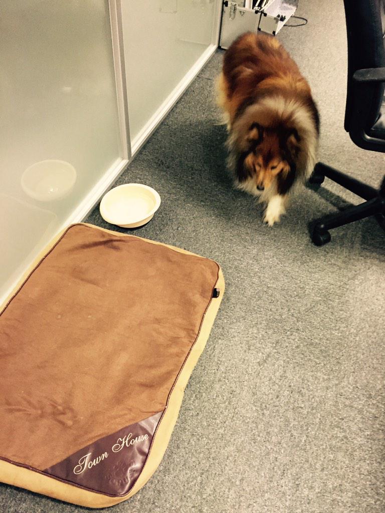fastercrkt's tweet photo. We've got Winston in the Cookes office today, celebrating his 11th birthday! Have an awesome day Winnie! http://t.co/AhUm9iBo7P