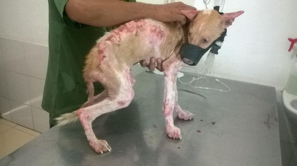 Help #Jaka, malnutrisi, sakit kulit dan trauma thd manusia. Mention kami untk info lbh lanjut cc <a href="/JRX_SID/">JRX</a>