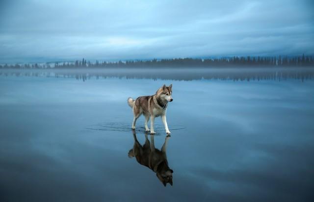 Siberian Husky On A Frozen Lake bit.ly/1EdWDJd
