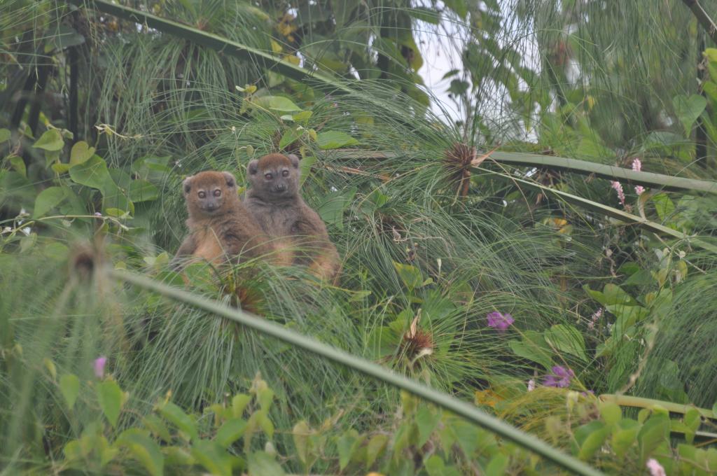BandroAlert's tweet photo. #Hapalemur-#Monitoring in Park #Bandro, #Alaotra: about 70 encounters in 3 days. Photo by #GERP, David RASOLOFOSON http://t.co/cKgtR9jjsF