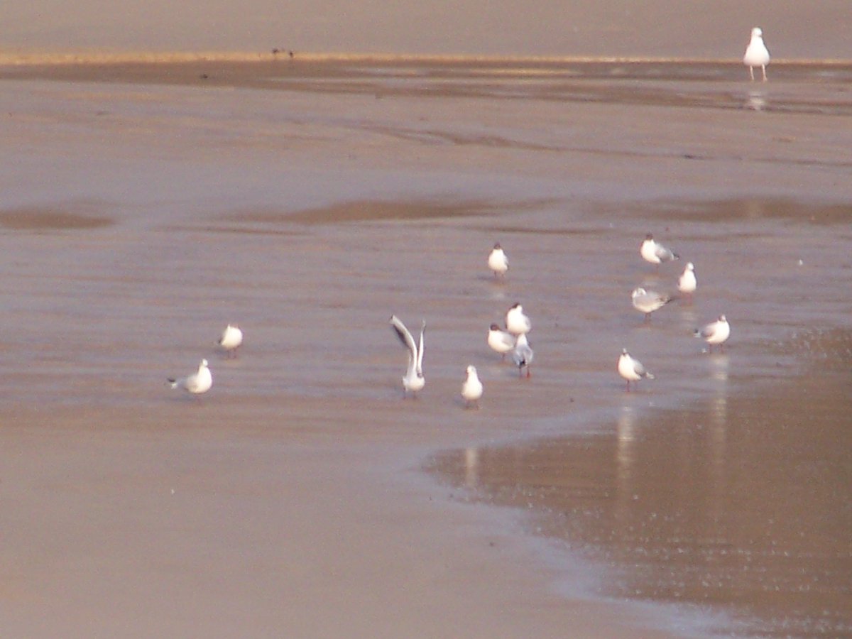 Cancale... petite séance de gymastique matinale sur la plage du Verger.
jeudi 12 mars 2015, 8h30 et il fait beau !