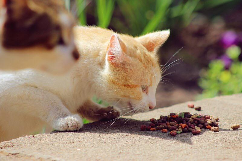 Zaygraphy's tweet photo. Cats #Zaygraphy2014 #photographerhour http://t.co/MJYFSXn0QQ