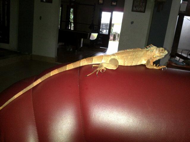 aras_21254's tweet photo. Iguana orange baru berumur 2 tahun http://t.co/DitZ0ih5o3