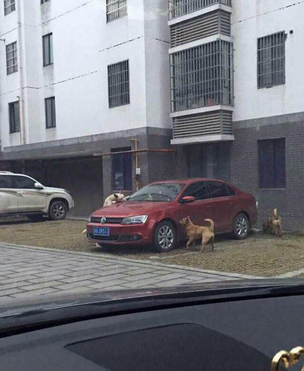 Stray Dog Kicked By Driver Returns With A Pack of Friends To Thrash His Car boredpanda.com/stray-dogs-che… #UmbrellaMovement