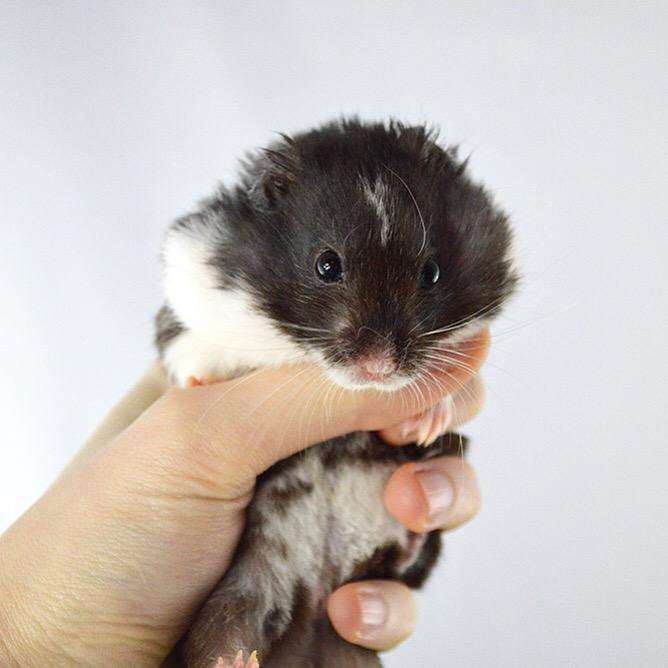 Hamster_Guide's tweet image. Hope you and your pets have a wonderful day! 😄❤️🐹
#hamster #hammy