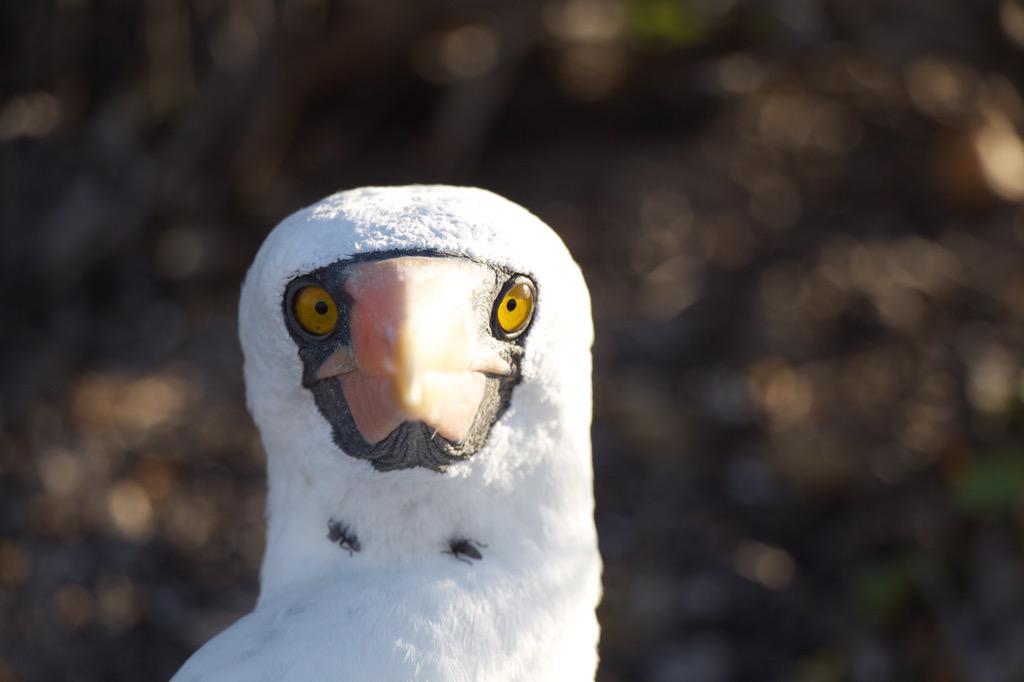 GAdv_Equator's tweet image. Hi there.  #thisisecuador #nazcaboobie #Galápagos