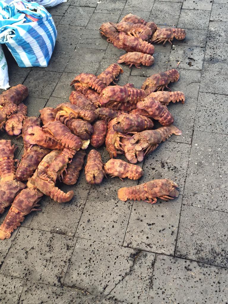 GAdv_Equator's tweet image. Fresh Lobsters in daymarket #Galapagos