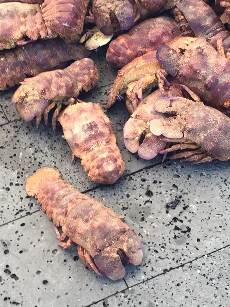 GAdv_Equator's tweet image. Fresh Lobsters in daymarket #Galapagos