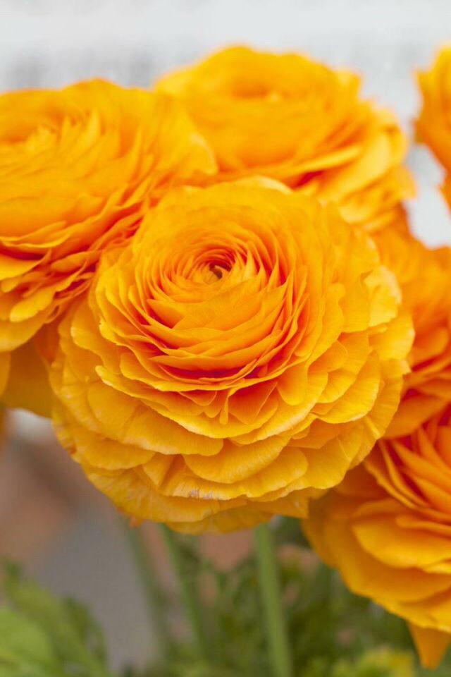 ginia64's tweet image. #DaysUntilSpring 8 💕
mademoiselle-rose-things.tumblr.com/post/113421267…