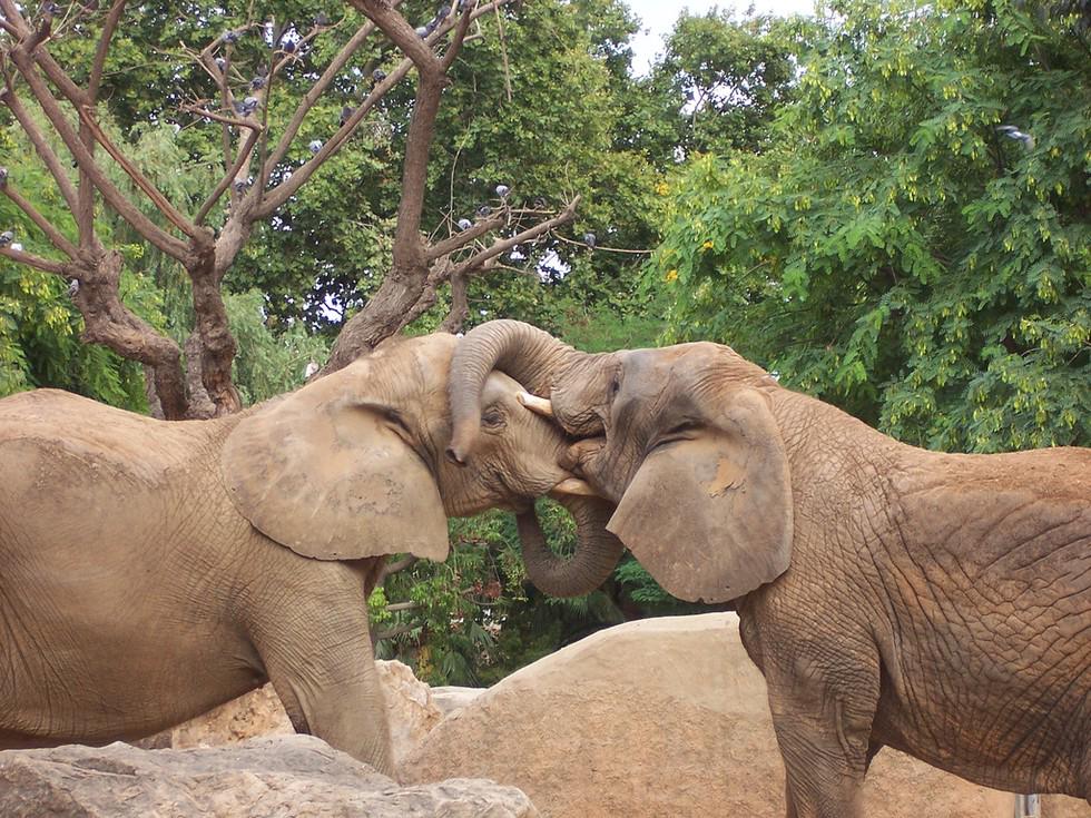 thesolsolution's tweet image. 7 #wildlife 'myths' that are actually true to share with your kids today:  thedo.do/1Br2Gdv @dodo  #kidsgosolar