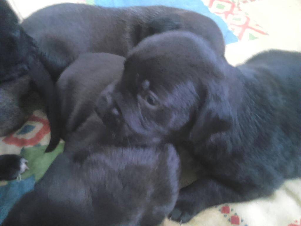 REFUGIOLACANDEL's tweet photo. #CasoExterno 10 cachorros de pitbul con labrador y mastin con Boxer #ACOGIDA #ADOPCION URGENTE 651 093520 df http://t.co/iyf2mEYKEH