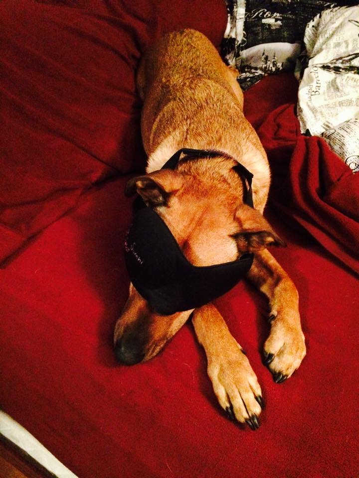 We're apparently multi-species friendly :) #dogsoftwitter #sleep #wellness #dogs