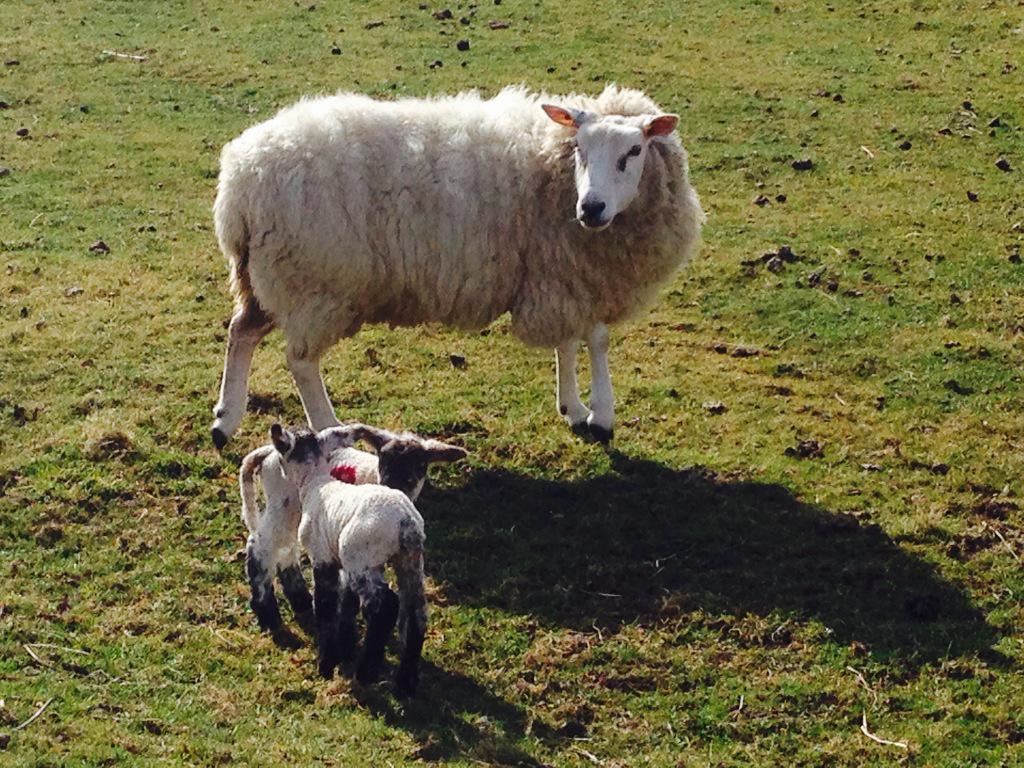 Spring has sprung! Gorgeous st of twins this morning #FarmLife #lambing2015