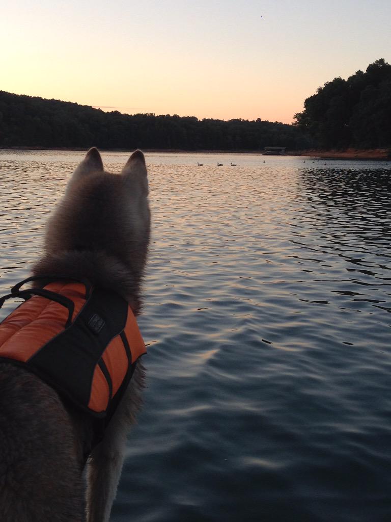 3D_Performance's tweet photo. Makes perfect sense, "If your dog is fat you're not getting enough exercise" @bHTi_llc @3D_Performance  #OAKLEY http://t.co/3sNCBMJSAY