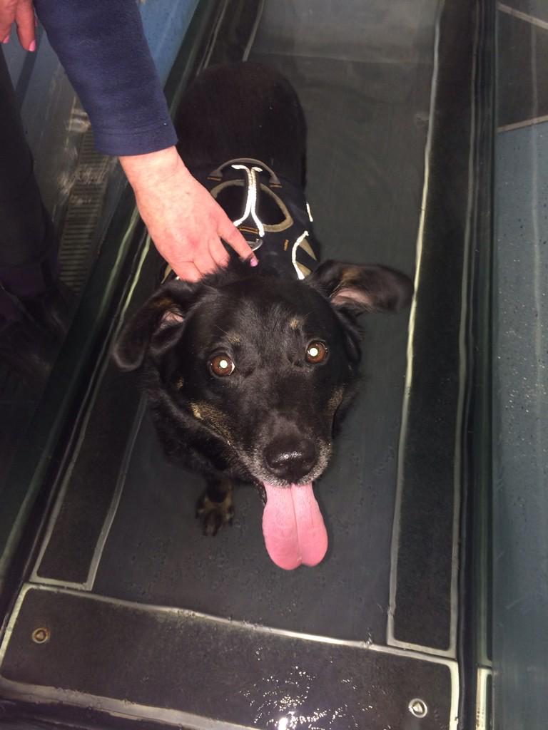 PromoSoftwareUK's tweet image. Morning off to take Ben to 1st hydrotherapy session. Is it so wrong I was envious of him on a underwater treadmill?^M