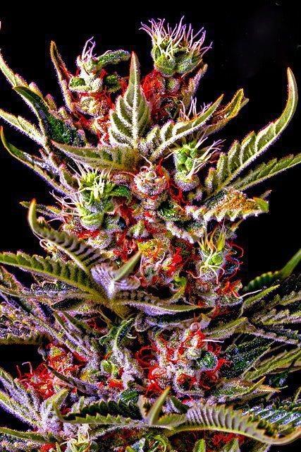 4f20world's tweet image. 