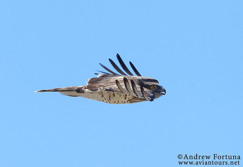 Extreme side-on view of a migrating #ShortToedEagle earlier this morning #Gibraltar #GibHour #Birdwatching