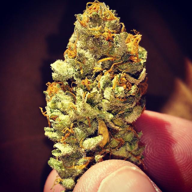 4f20world's tweet image. 