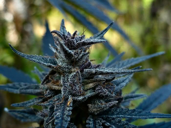 4f20world's tweet image. 