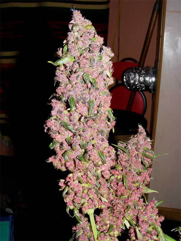 4f20world's tweet image. 