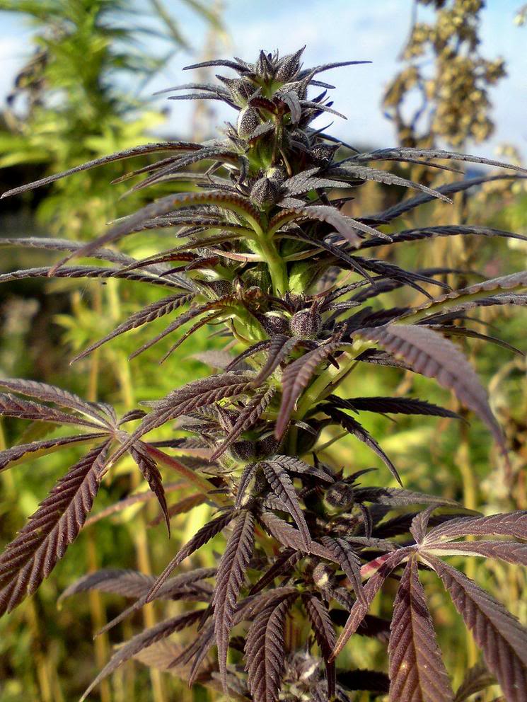 4f20world's tweet image. 