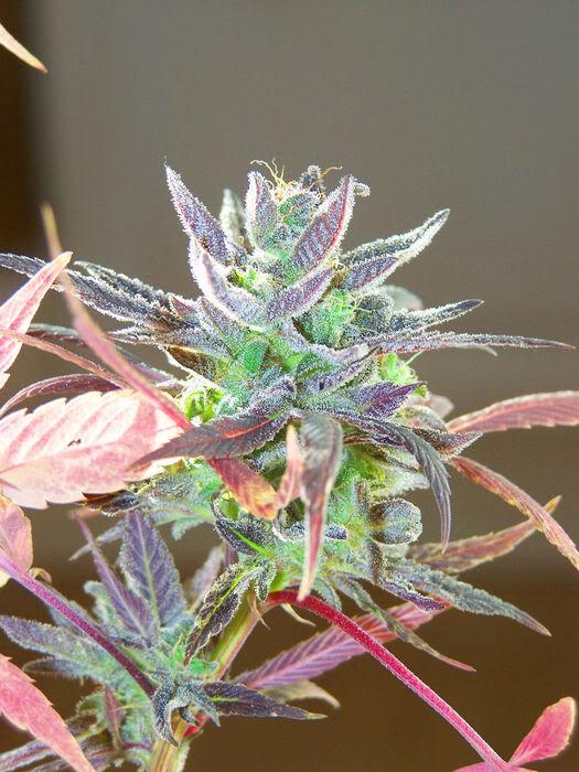 4f20world's tweet image. 