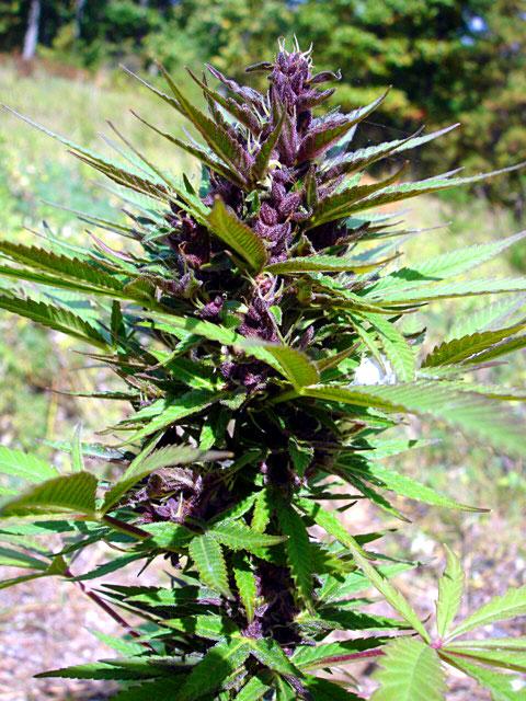 4f20world's tweet image. 