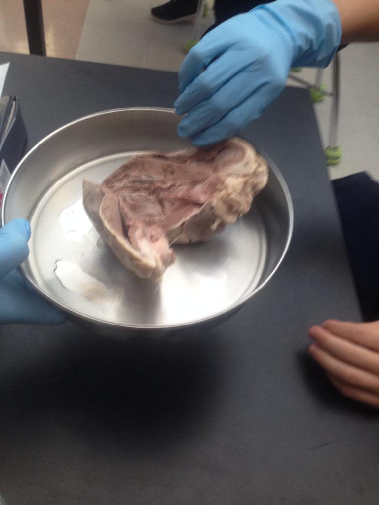 _LisaHarris_'s tweet photo. #Dissecting a #sheepheart with @MsCase_HMS @HeritageMiddle1 @WCPSS! #handsonactivity #7thgrade #science http://t.co/q1sckiLEvf