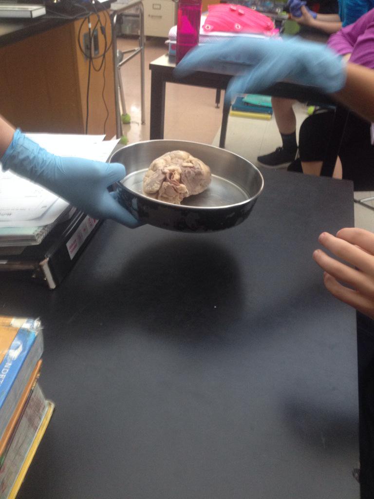_LisaHarris_'s tweet photo. #Dissecting a #sheepheart with @MsCase_HMS @HeritageMiddle1 @WCPSS! #handsonactivity #7thgrade #science http://t.co/q1sckiLEvf