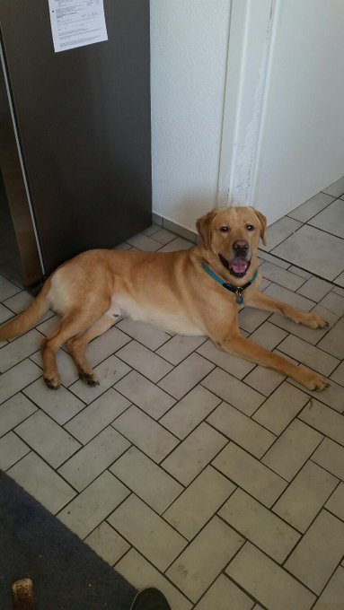 Nach der heutigen Laufrunde ist mein s&uuml;&szlig;er auch voll platt..... http://t.co/RmsnusZTmG<a href="/tag/model"class="tags"><span>#model</span></a><a href="/tag/visitx"class="tags"><span>#visitx</span></a><a href="/tag/sexyjenjen"class="tags"><span>#sexyjenjen</span></a>