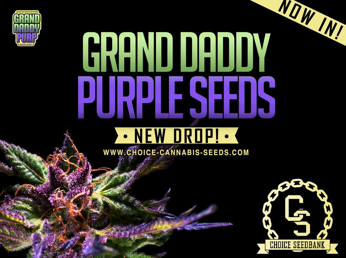 ausryyyteee's tweet photo. Granddaddy Purple Seeds just dropped at The Choice Seedbank! That Original Granddaddy Purple is going to flyyy! http://t.co/LeaFEVs5KO