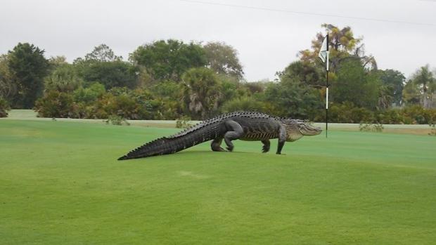 CTVNews's tweet photo. Gator on the green: Massive alligator stalks onto Florida golf course http://t.co/siRaf6MfeY http://t.co/IqEWg0yKQz