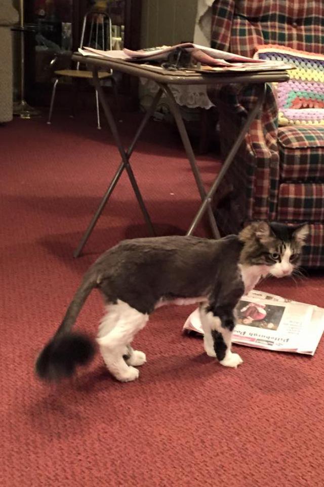 kleww6's tweet photo. Wtf did my grandma do to her cat http://t.co/xXTOFnaxQQ