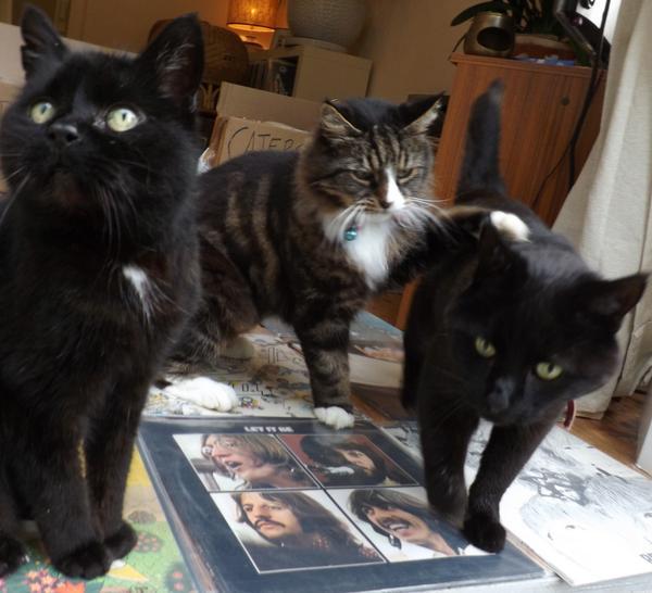 MYSADCAT's tweet image. My cat is sad because he wishes he had a friendship based around music &amp;amp; tactile male bonding, like my other cats do.